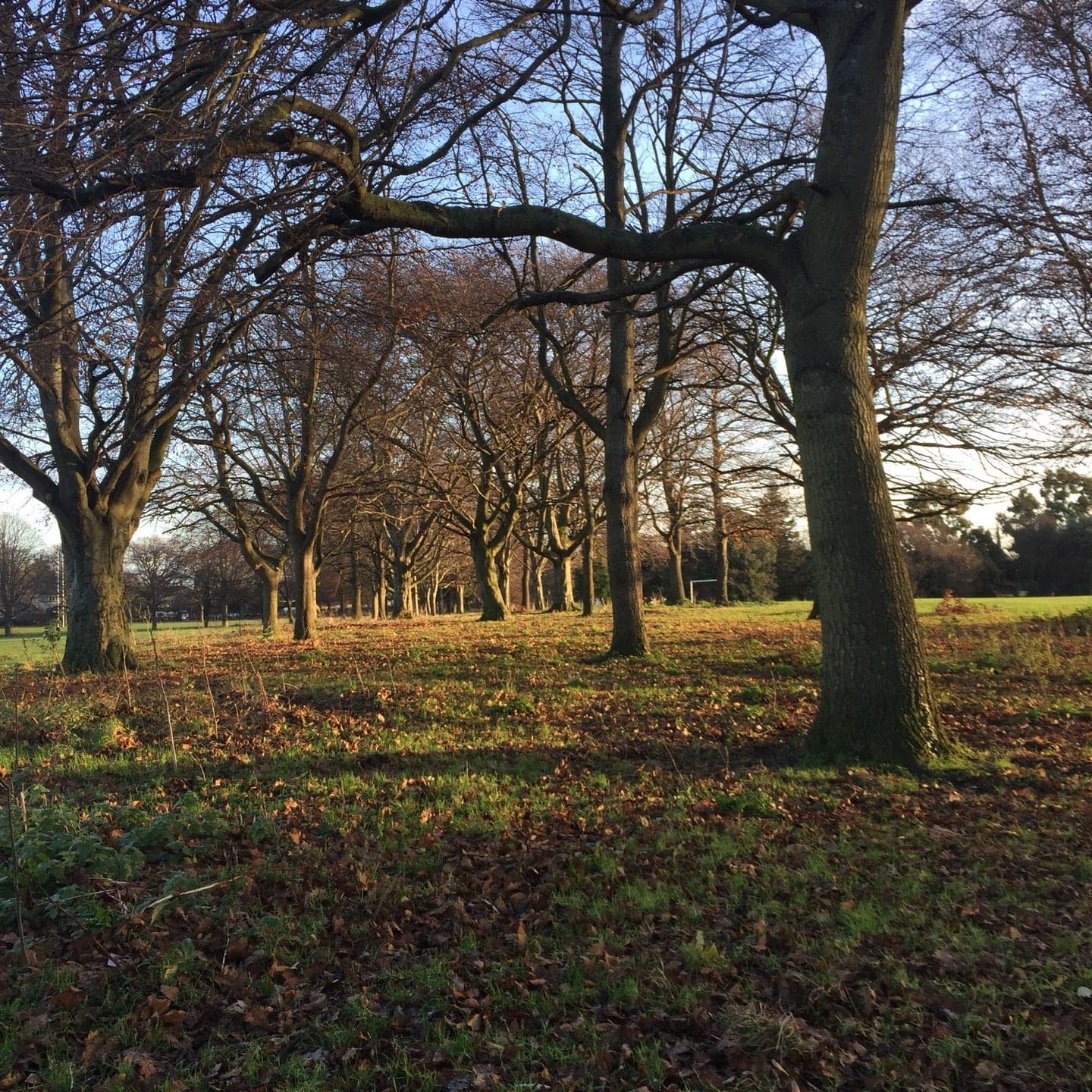 Bushy Park 11
