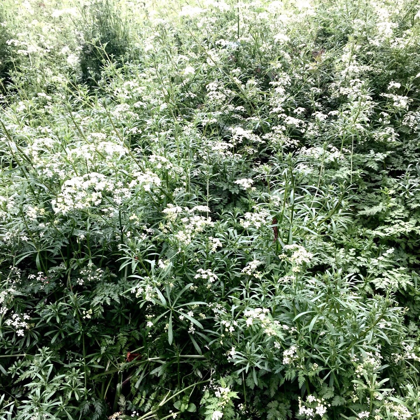 Bushy Park 2