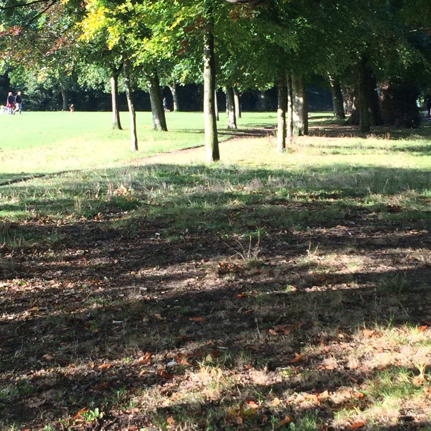Bushy Park 14