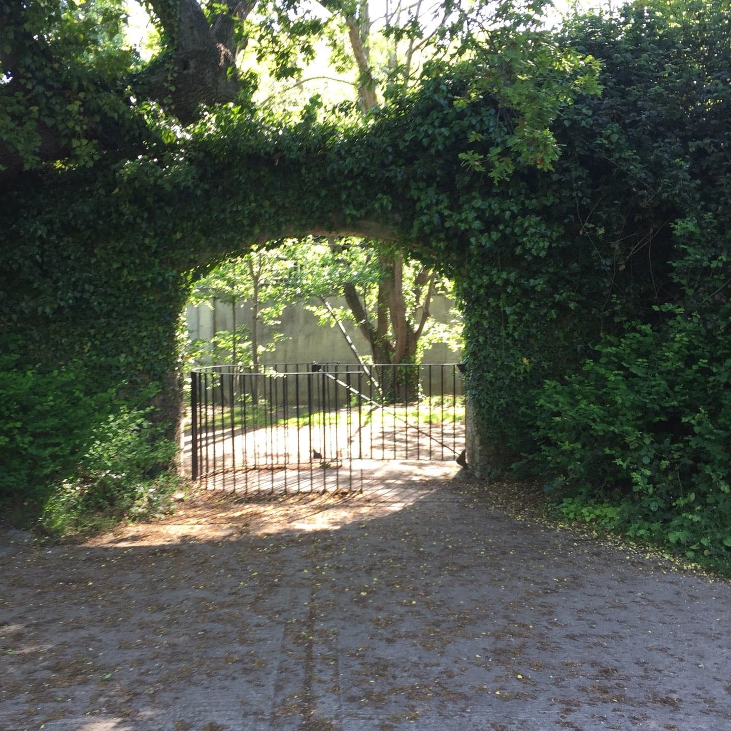 Bushy Park 10