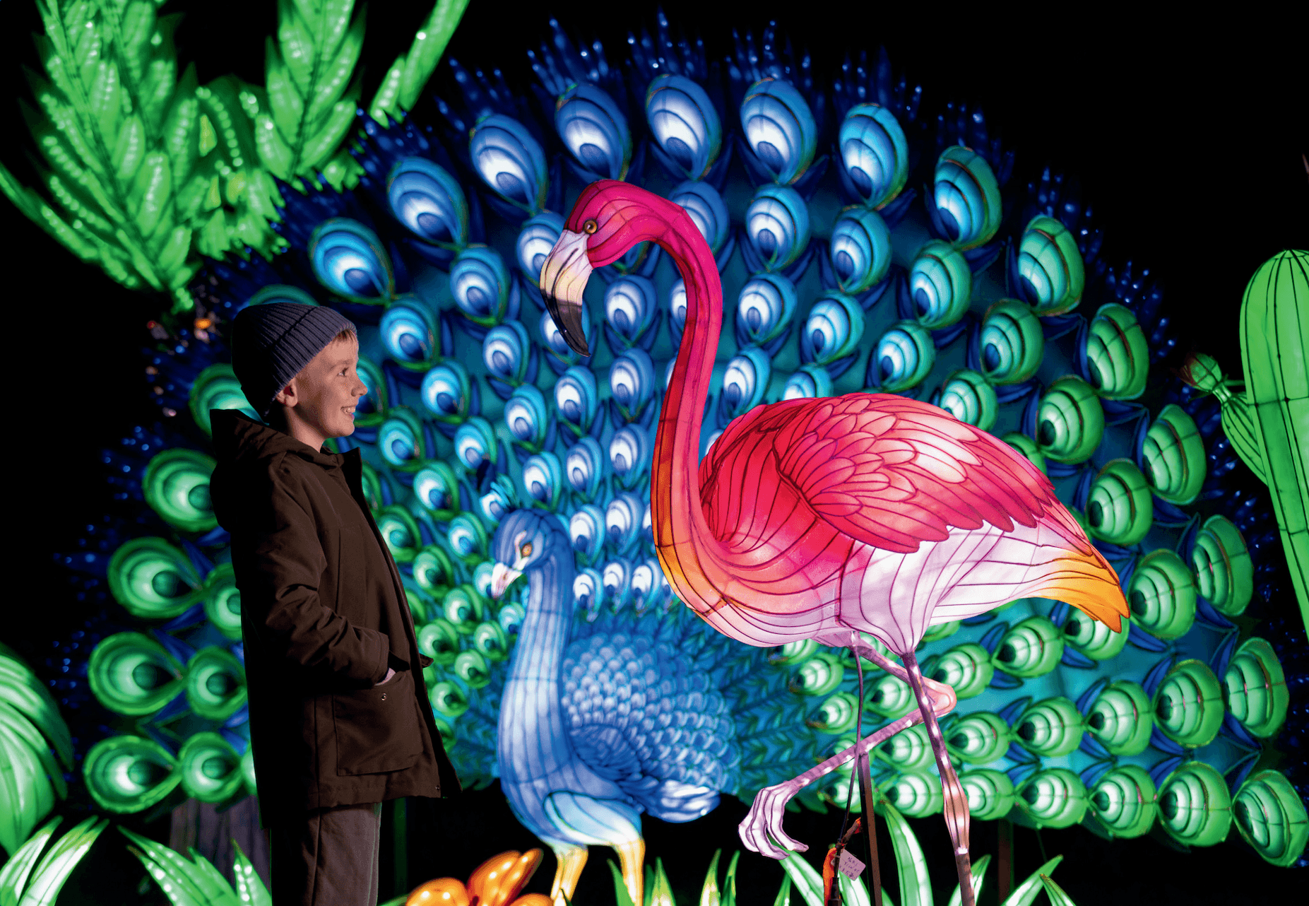 Wild Lights at Dublin Zoo