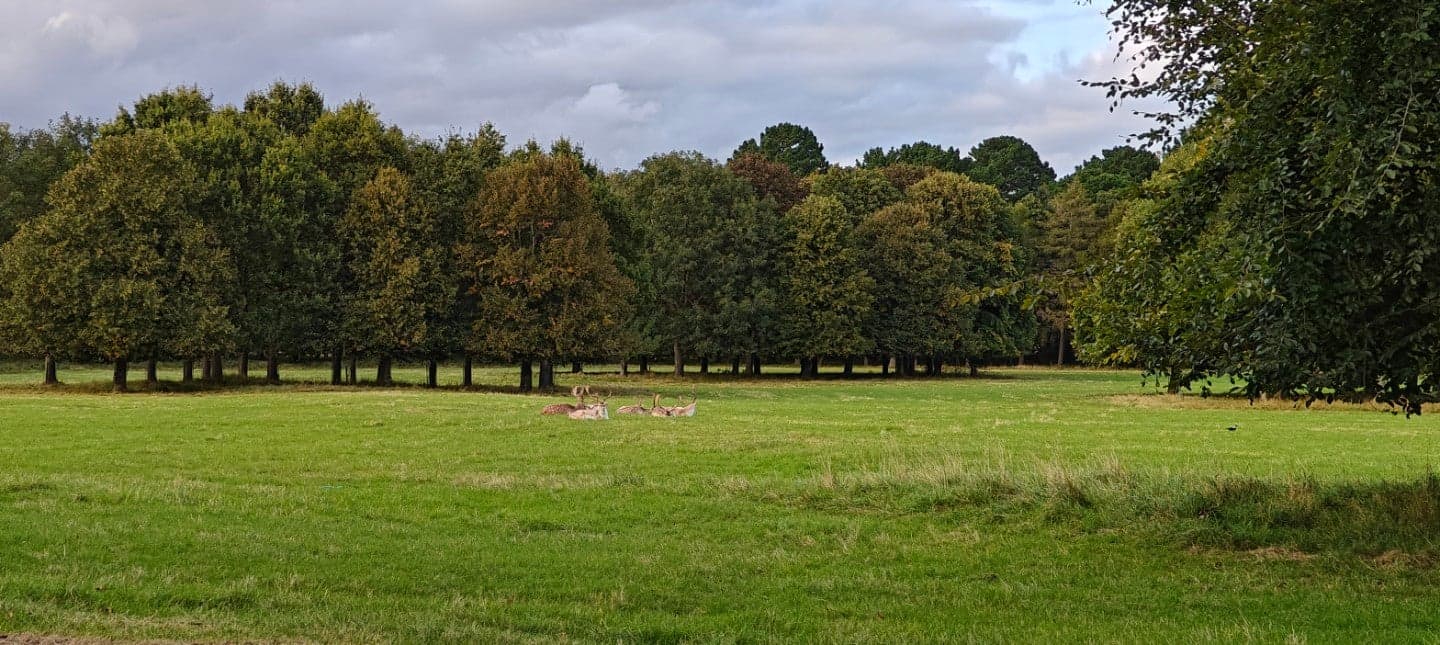 Phoenix Park 12