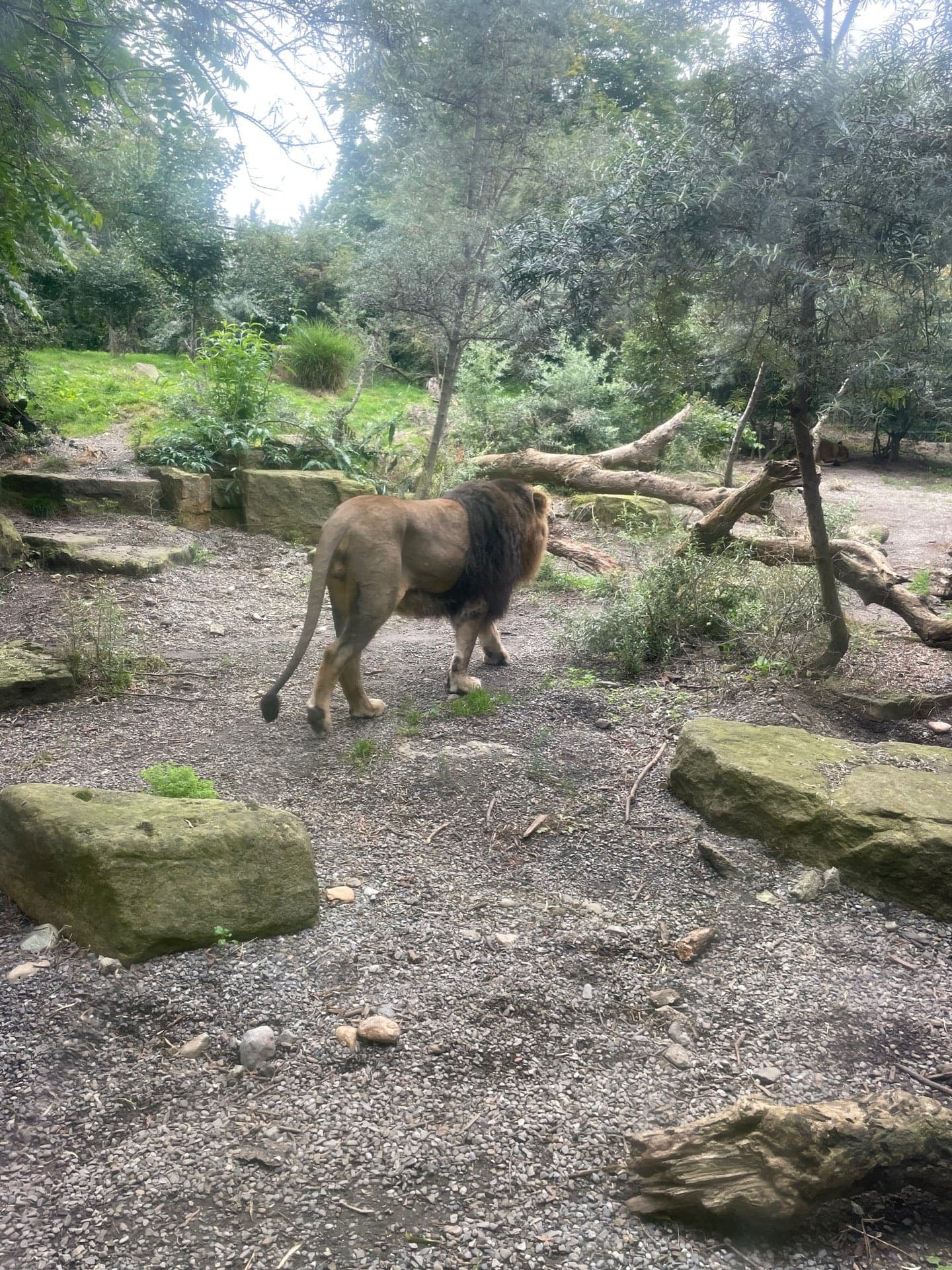 Dublin Zoo 11