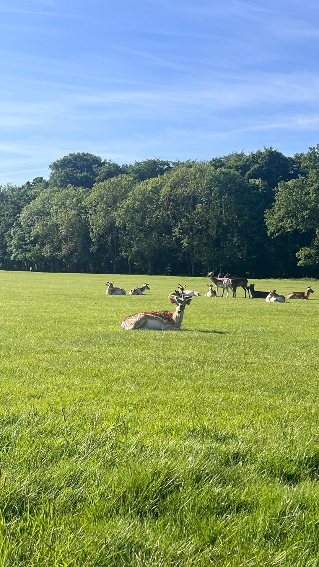 Phoenix Park 8