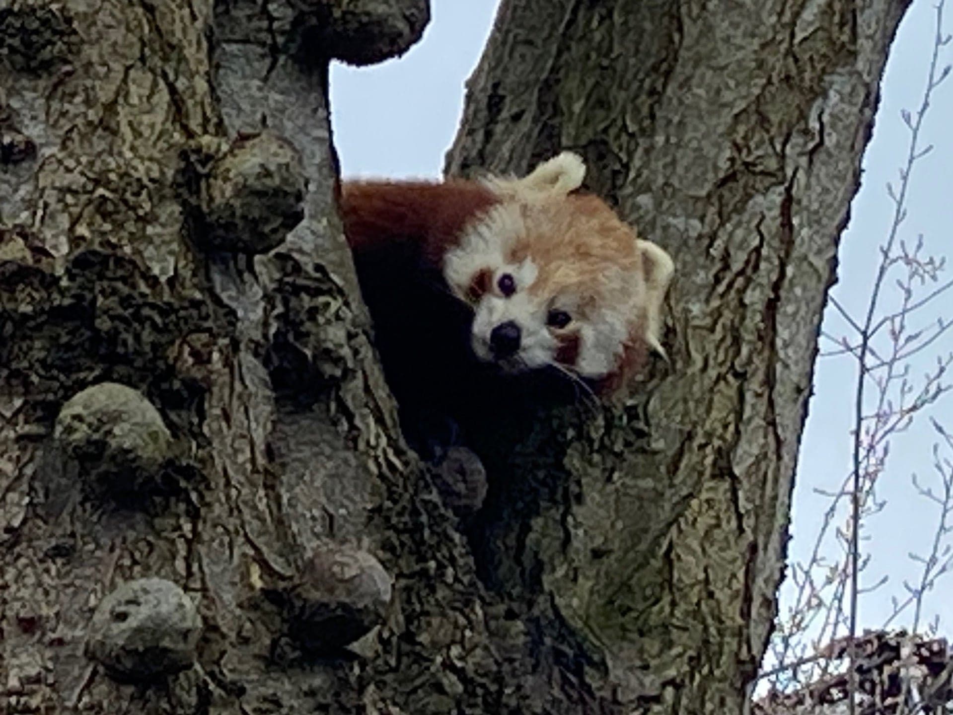 Dublin Zoo 13