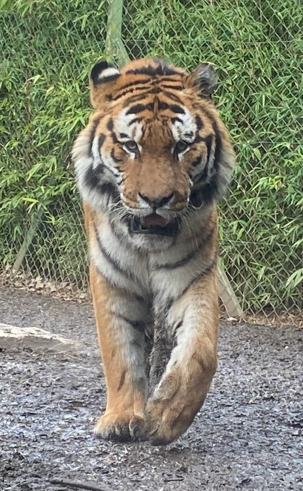 Dublin Zoo 14
