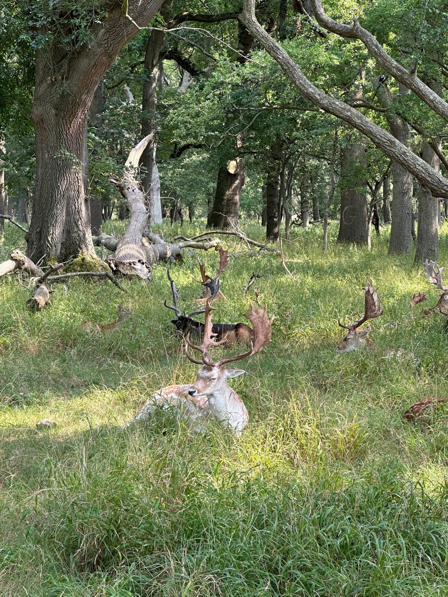 Phoenix Park 6