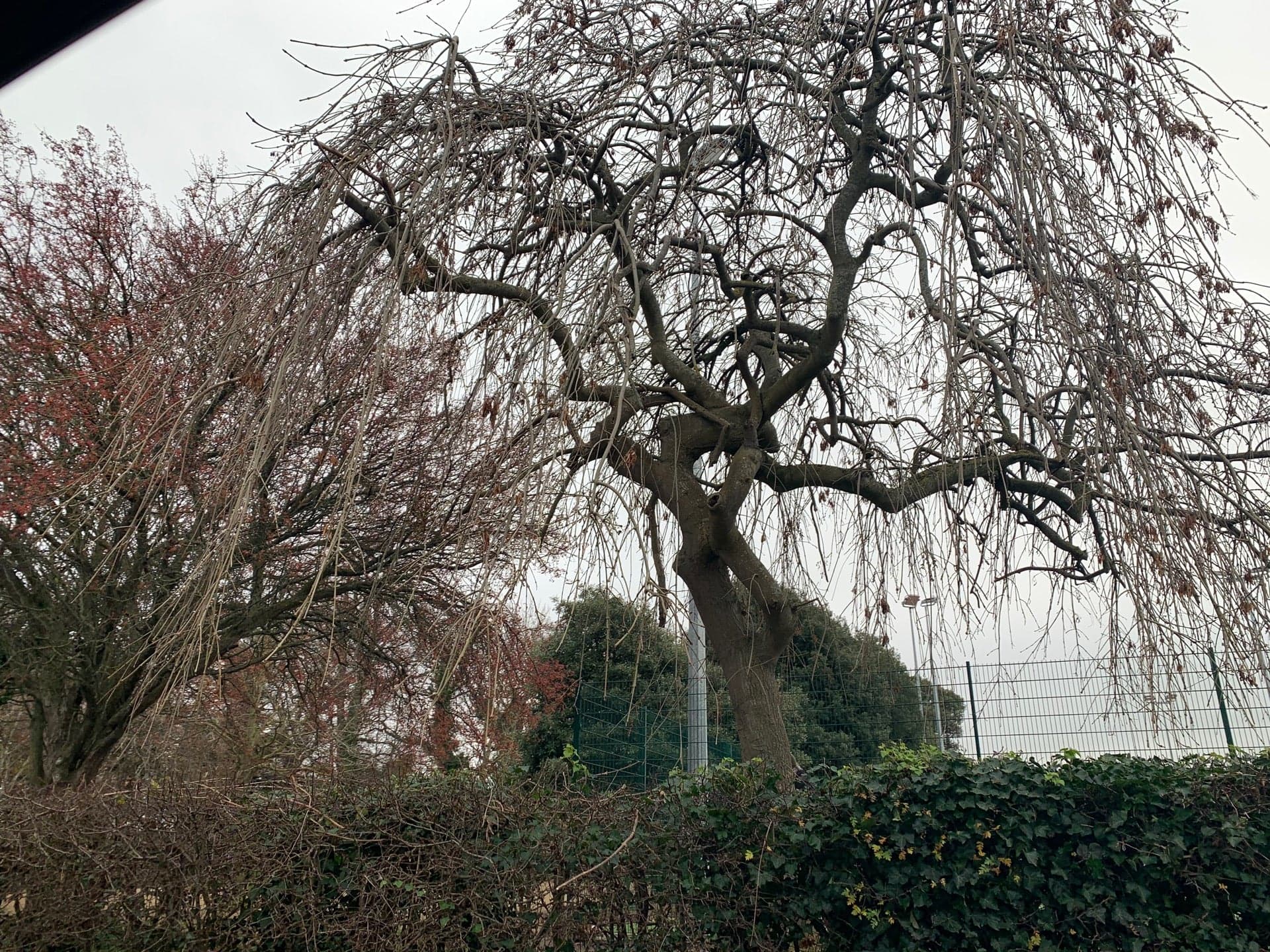 Bushy Park 7