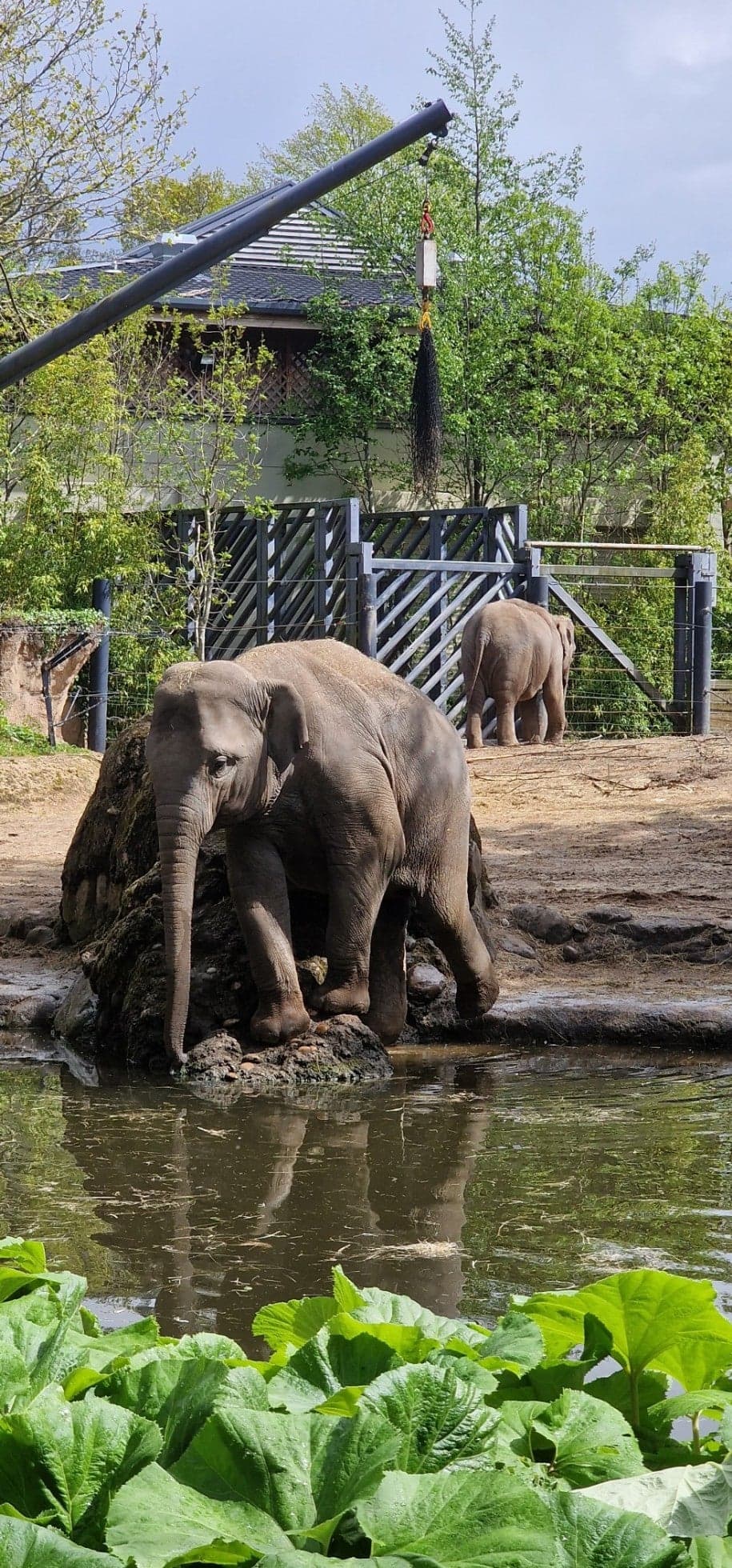 Dublin Zoo 17
