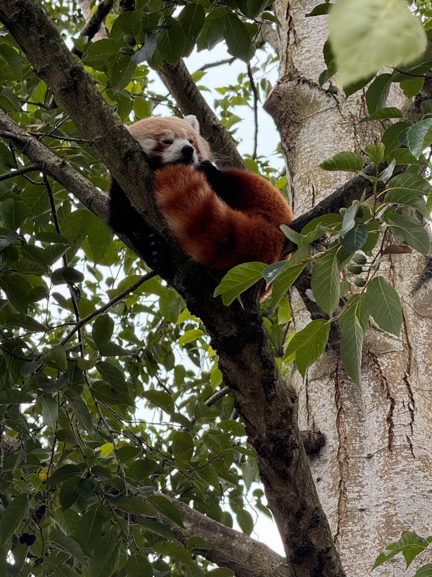 Dublin Zoo 7