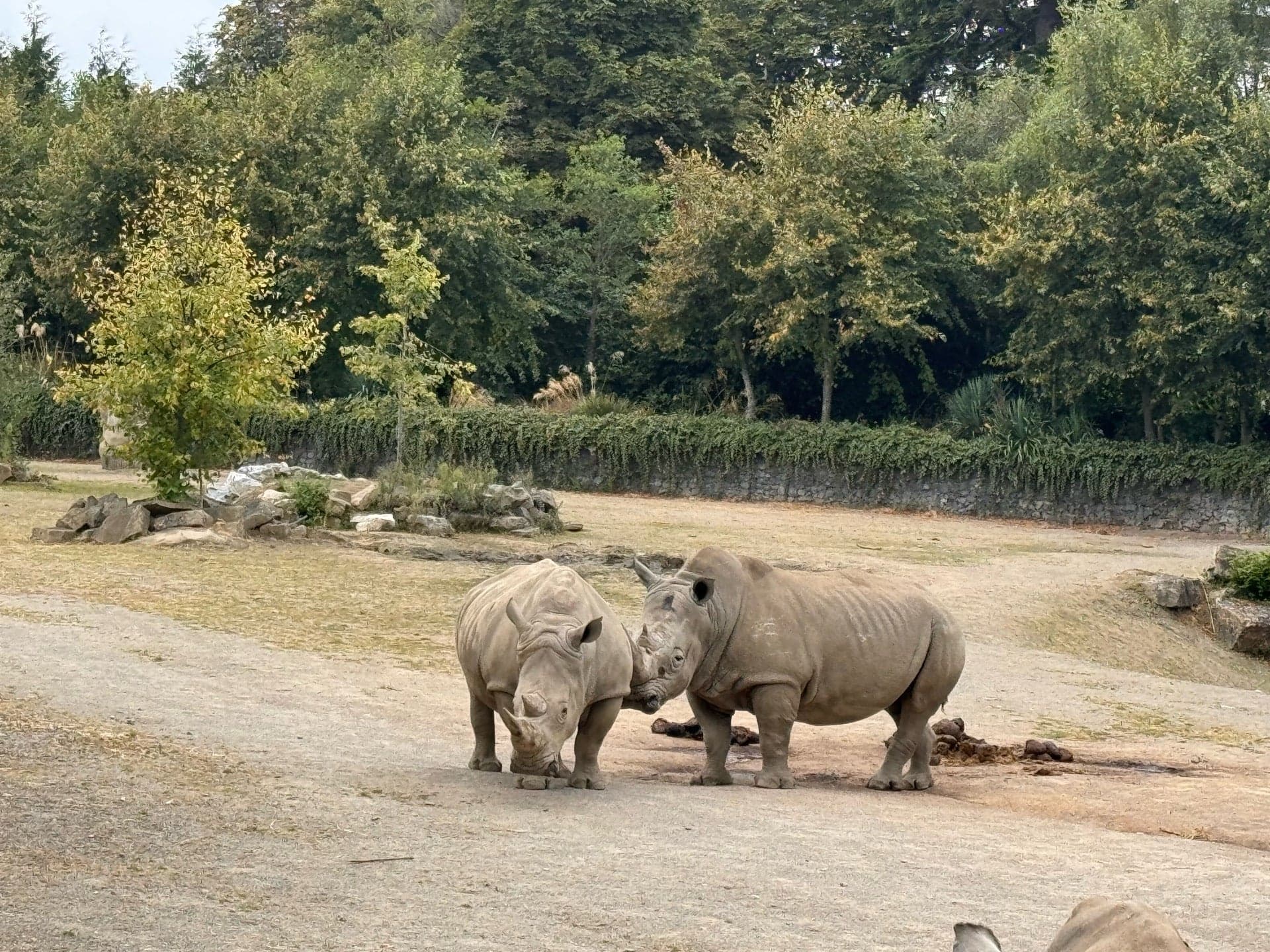 Dublin Zoo 6