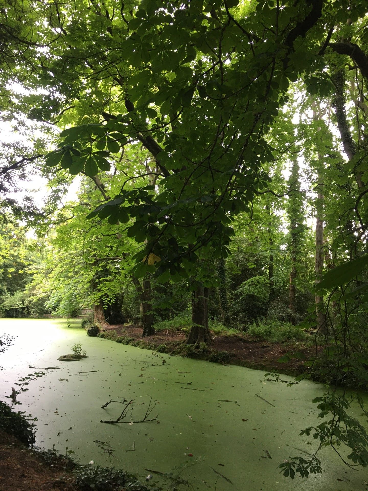 Bushy Park 5