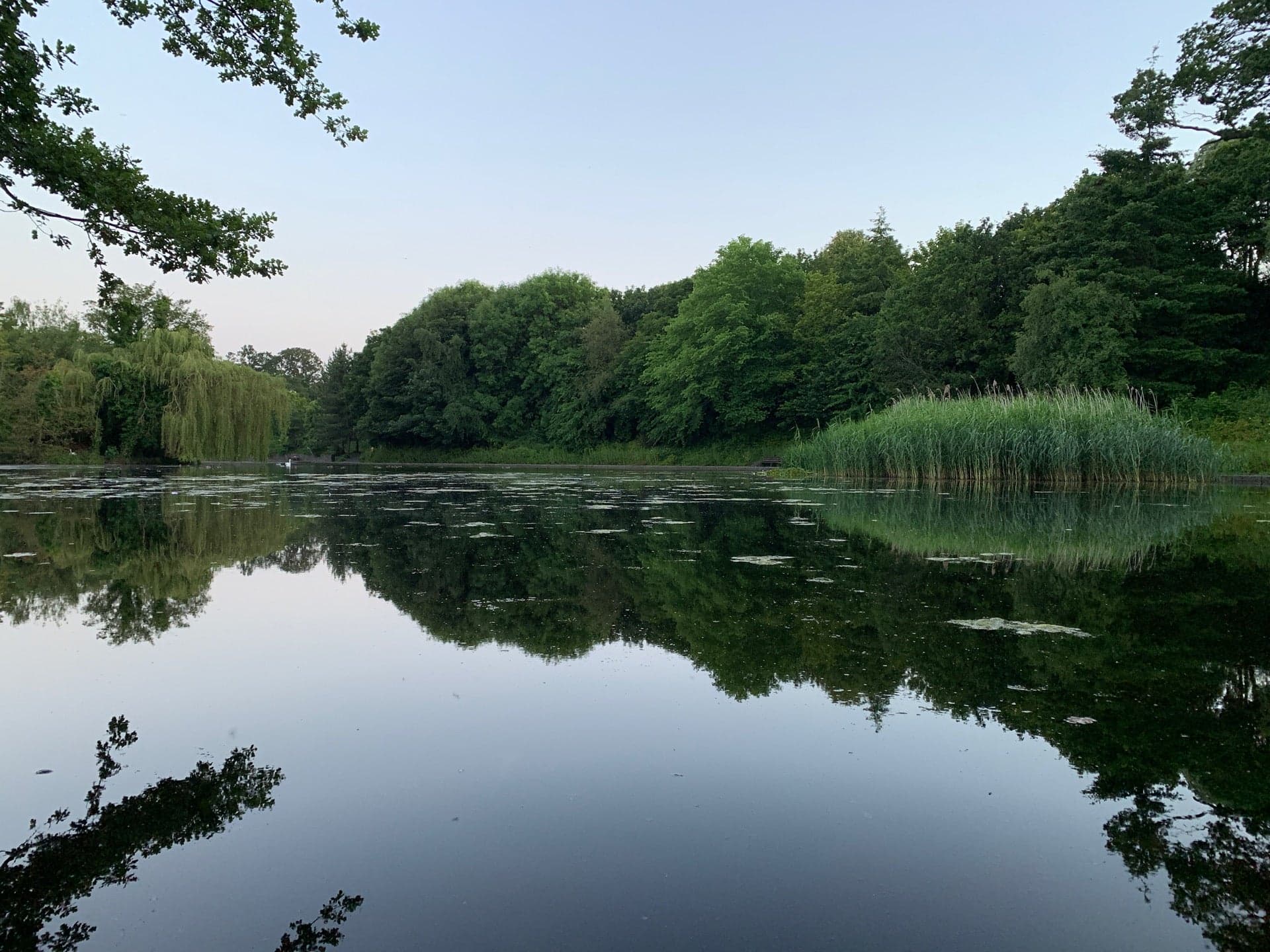 Bushy Park 4