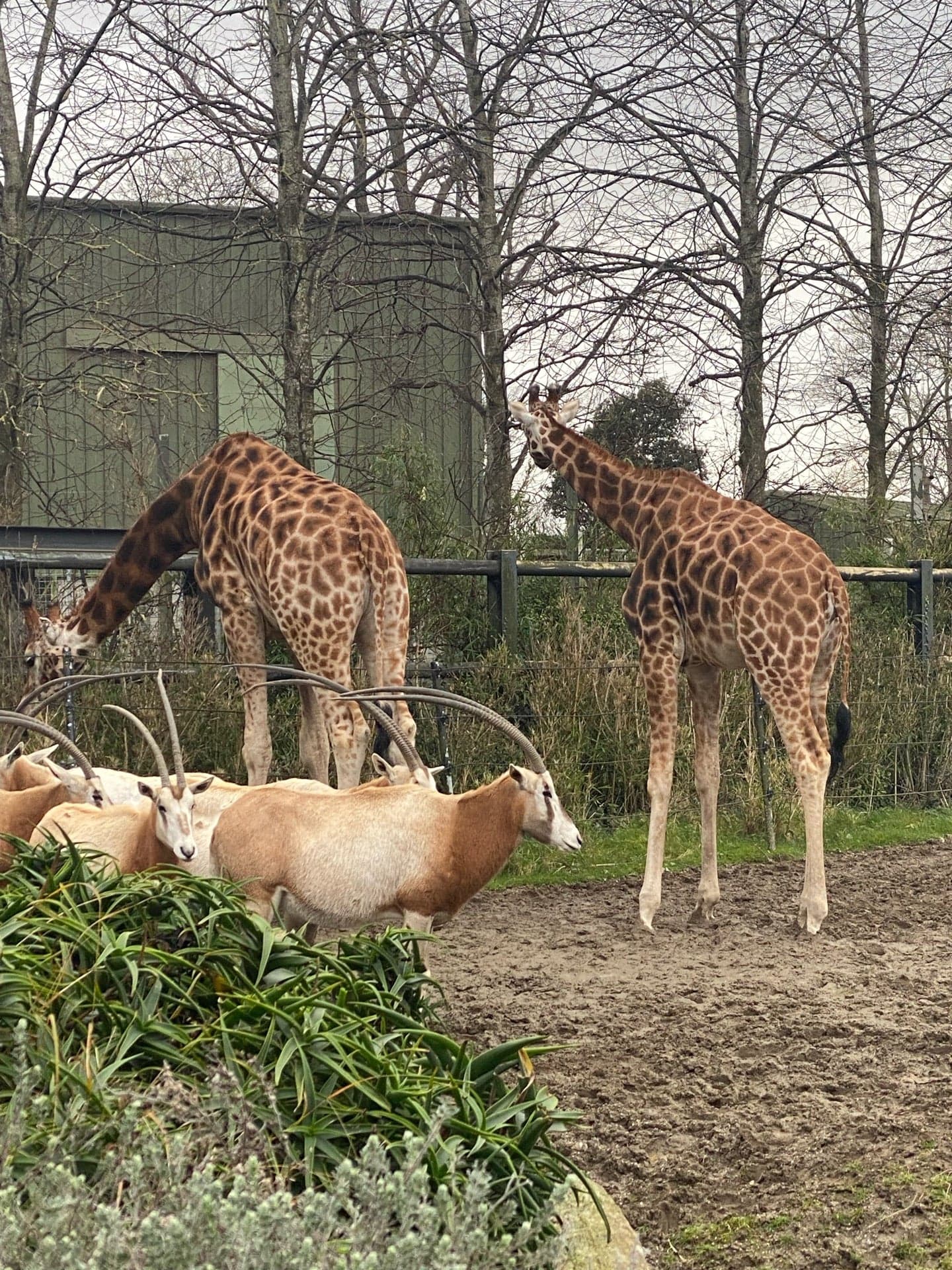 Dublin Zoo 1