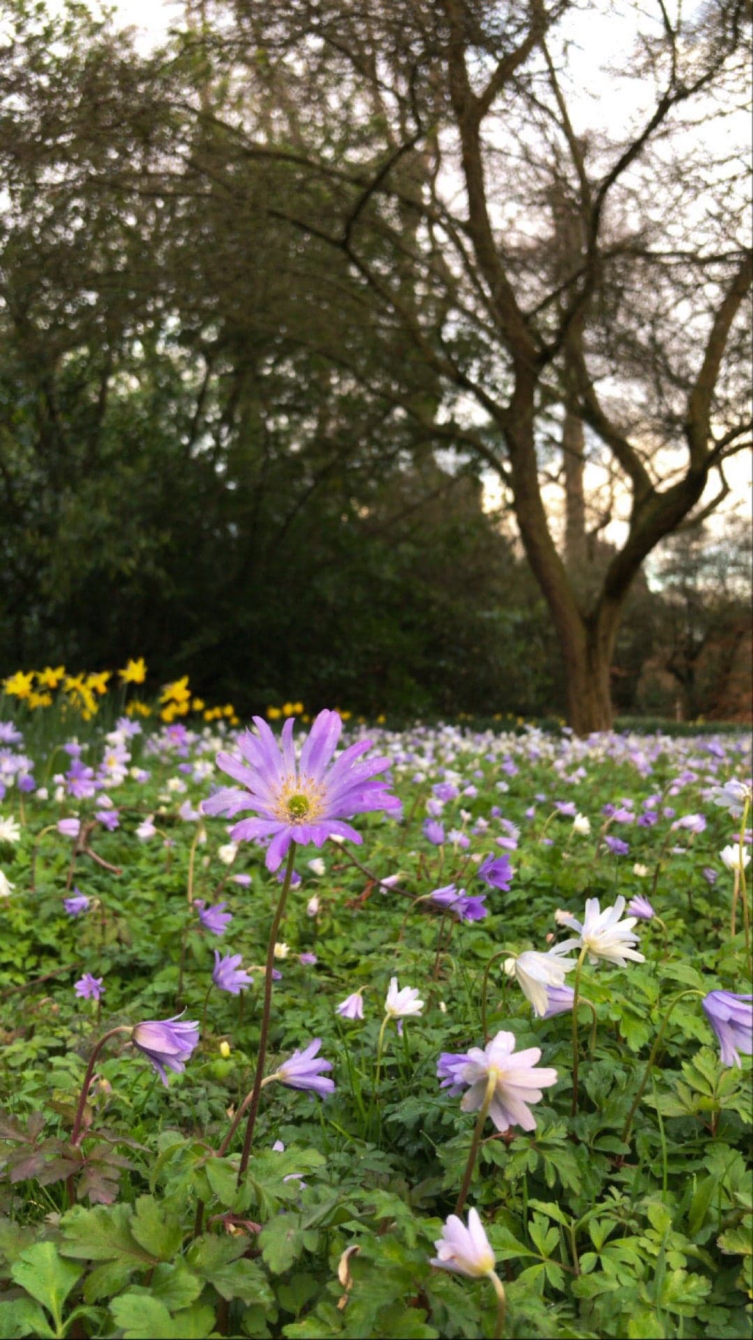 Farmleigh House & Estate 4
