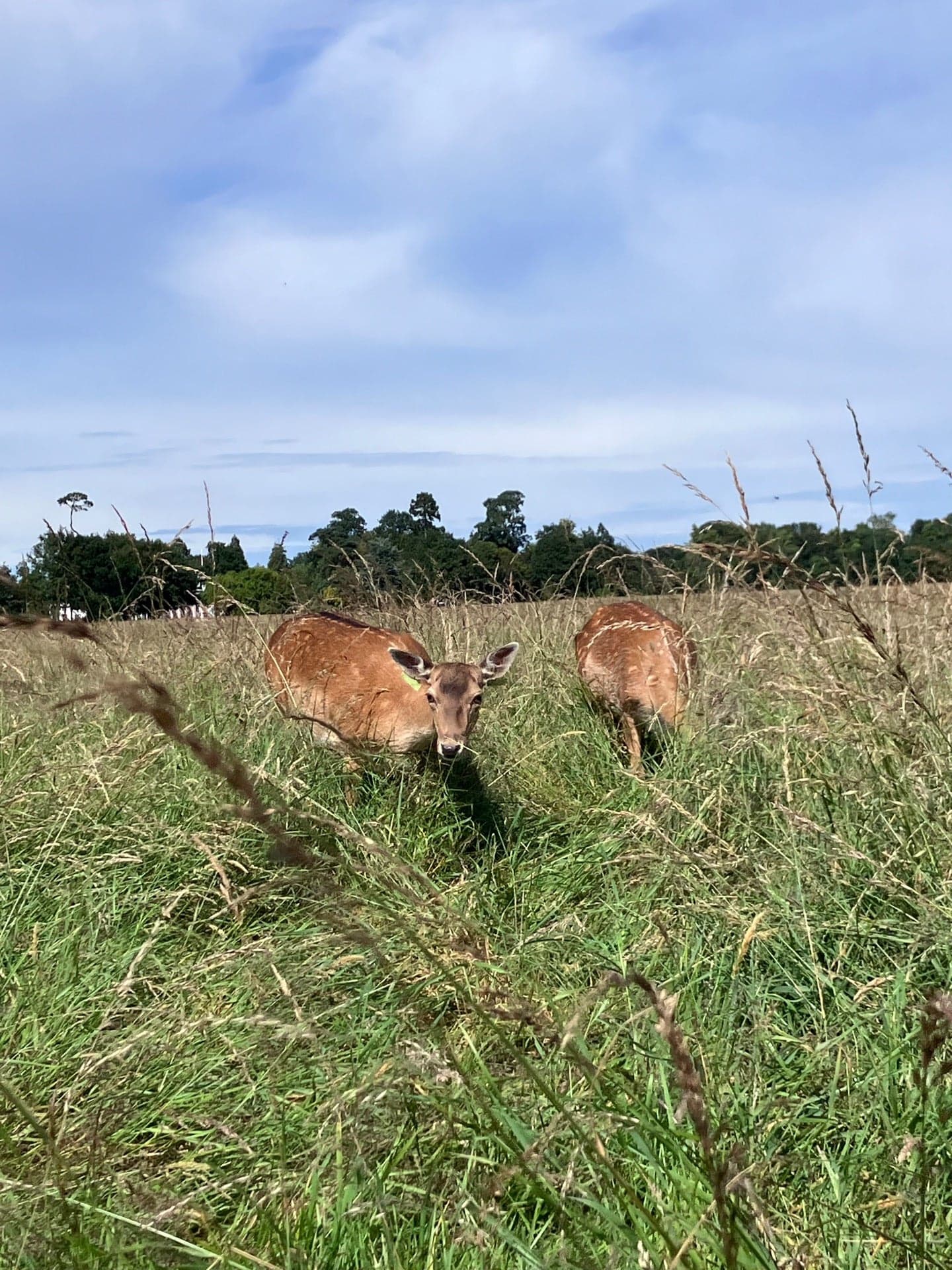 Phoenix Park 9