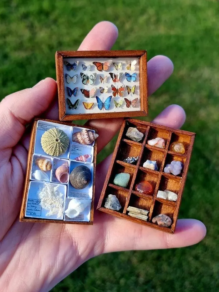 Curious Cabinets at Newbridge House 1