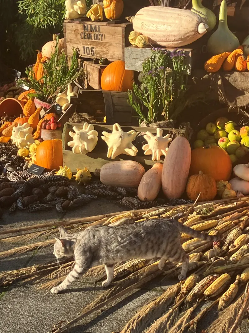 Halloween at Glasnevin 1