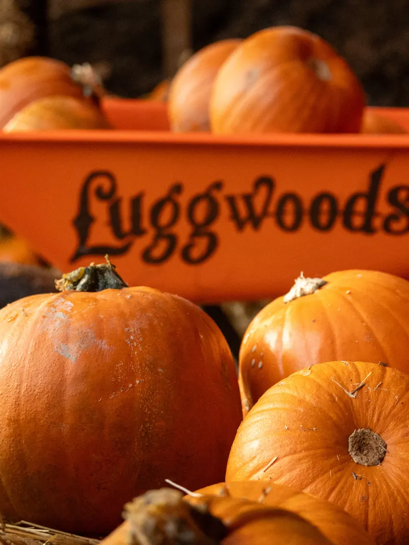 Luggwoods Halloween Experience 1