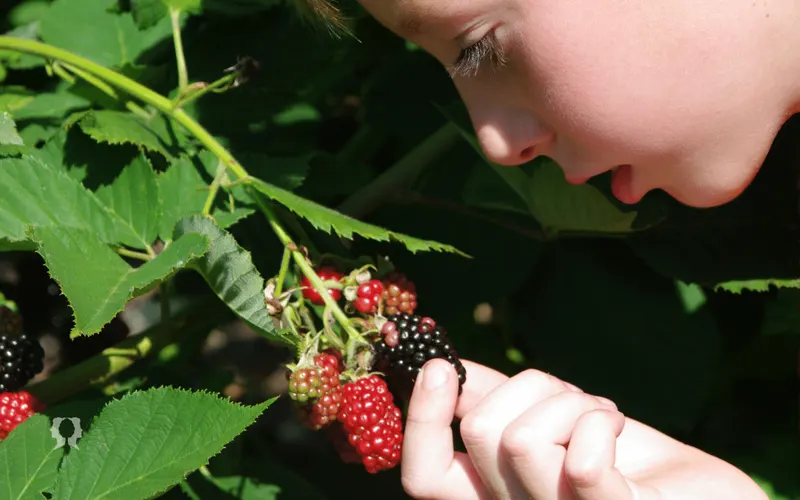 Foraging Trail