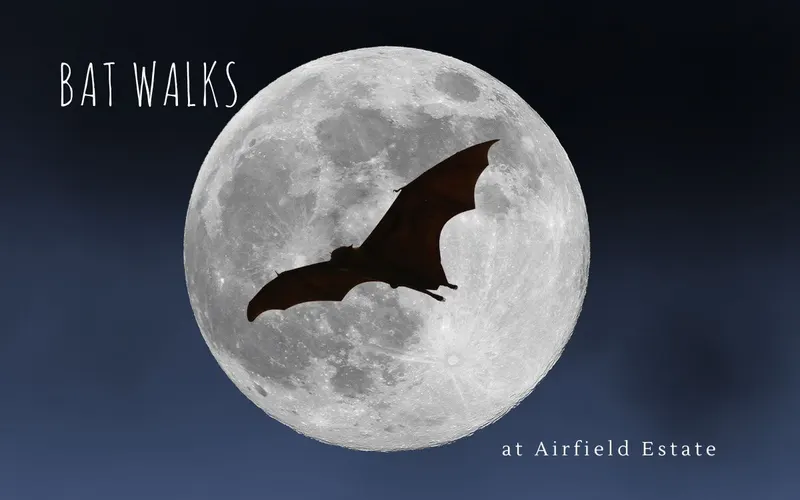 Bat Walk Series 1